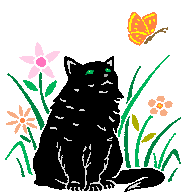 cat looking at butter