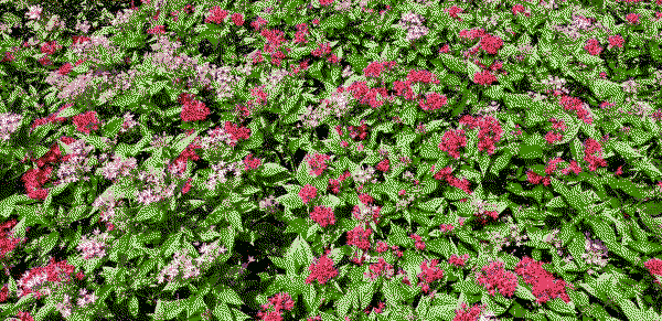pink and red flowers