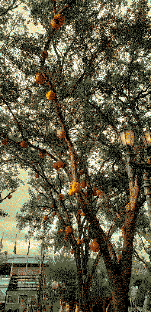 branches with pumpkins