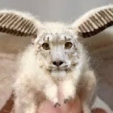 a tiger that is also a moth i think