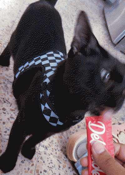 steve with the harness on while licking the treat tube