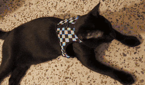 steve resting with his harness