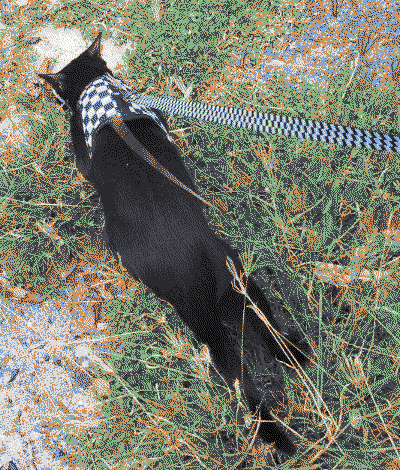 steve walking outside